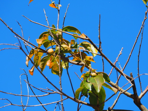 Croton tiglium, photograph 3
