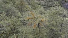 Hippophae rhamnoides