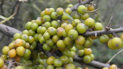 Hippophae rhamnoides