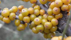 Hippophae rhamnoides