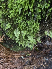 Cyathophorum bulbosum