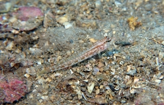 Gobius gasteveni