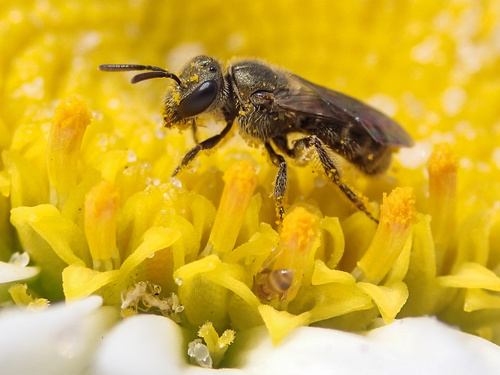 photo of Metallic Sweat Bees (Dialictus)