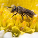 photo of Metallic Sweat Bees (Dialictus)