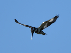 Ceryle rudis travancoreensis