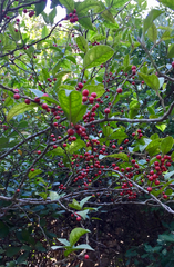 Ilex rotunda microcarpa