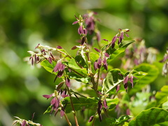 Lithocarpus konishii