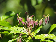 Lithocarpus konishii