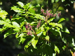 Lithocarpus konishii