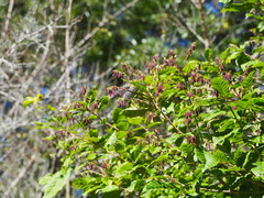 Lithocarpus konishii