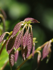 Lithocarpus konishii