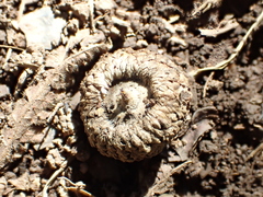 Lithocarpus konishii