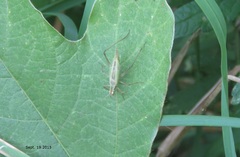 Oecanthus longicauda