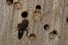 Passaloecus