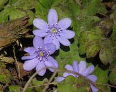 Hepatica transsilvanica