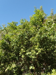 Lithocarpus konishii