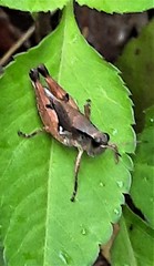 Phaulacridium vittatum