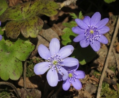 Hepatica transsilvanica