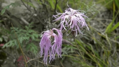Dianthus superbus