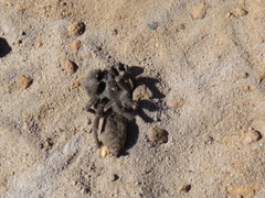 Harpactirinae