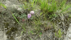 Dianthus superbus