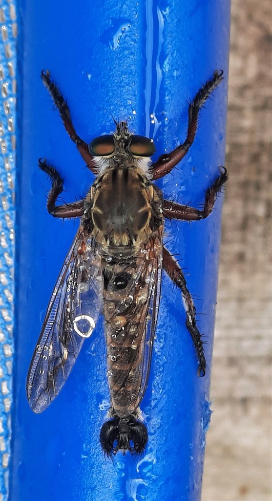 Promachus doddi
