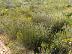 Hypodiscus aristatus