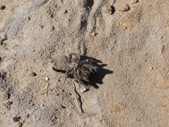 Harpactirinae