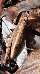 Phaulacridium vittatum