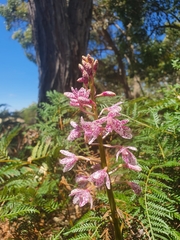 Dipodium campanulatum