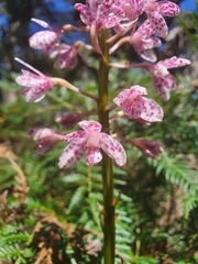 Dipodium campanulatum