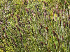 Hypodiscus aristatus