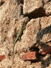 Anatololacerta pelasgiana