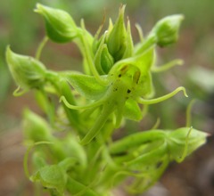 Habenaria lithophila