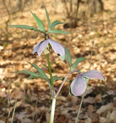 Helleborus purpurascens