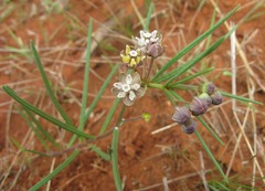 Asclepias cucullata cucullata