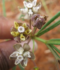 Asclepias cucullata cucullata