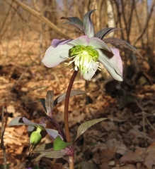 Helleborus purpurascens