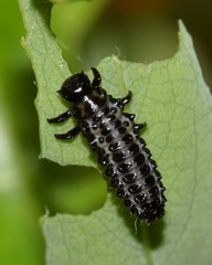Chrysomela vigintipunctata