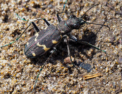 Cicindela sylvatica