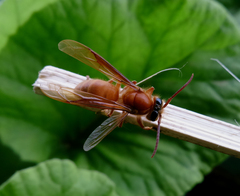 Provespa barthelemyi