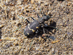 Cicindela sylvatica