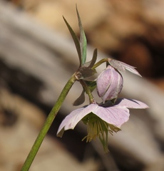 Helleborus purpurascens