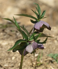 Helleborus purpurascens