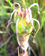 Striga bilabiata bilabiata