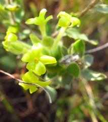 Lasiosiphon anthylloides