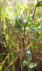 Lasiosiphon anthylloides