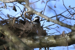 Periparus ater britannicus