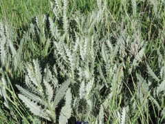 Cirsium pyrenaicum