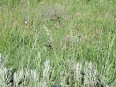 Dactylis glomerata hispanica